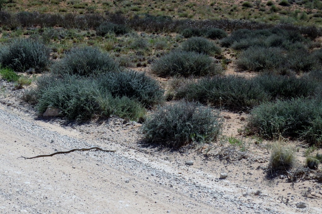 Spitting Cobra barely 10 minutes into the park !